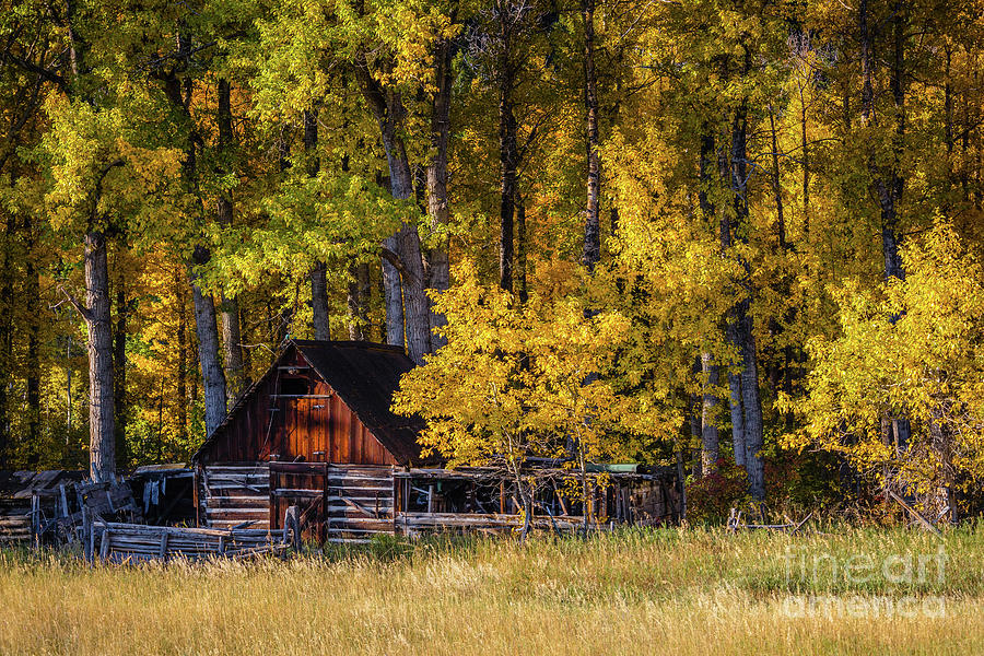 Log Cabin Barn Fall Foliage Anaconda MT Photograph by Edward Fielding ...