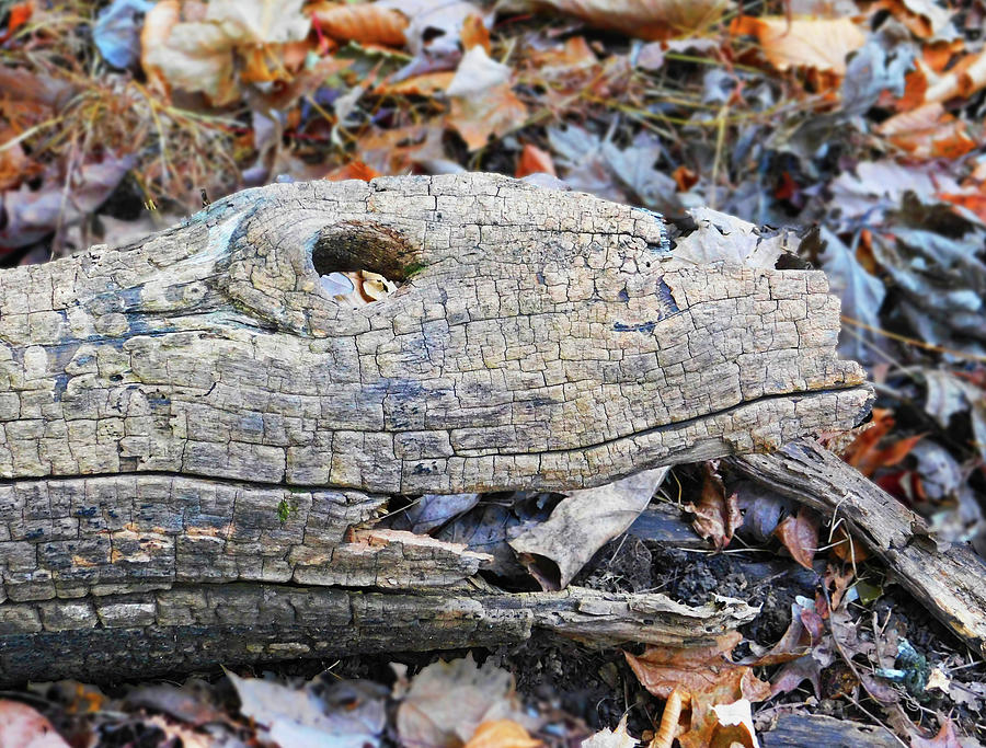 Log Face In Catoctin Mountain Park Photograph by Emmy Marie Vickers
