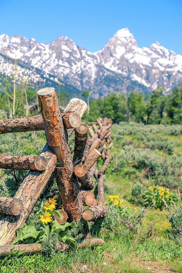 Grand Teton National Park Photograph - Log Fence Flowers In The Tetons by Dan Sproul