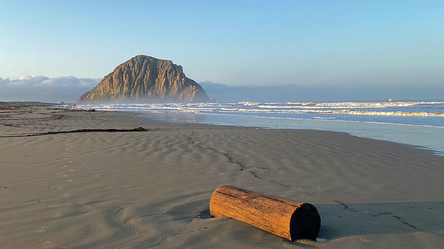 Log on Beach at Morro Rock Photograph by Matthew DeGrushe