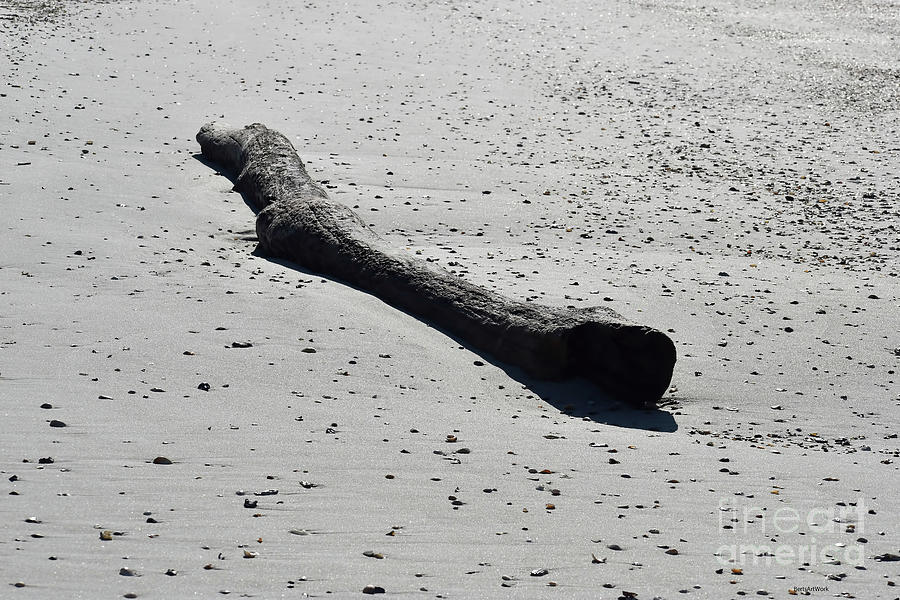 Log on Beach Photograph by Roberta Byram