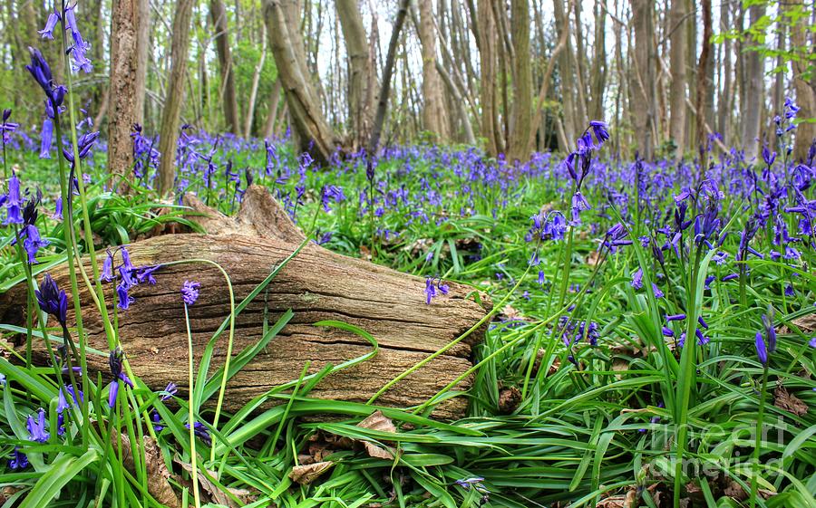 Log Surrounded By Bluebells Photograph by Vicki Spindler