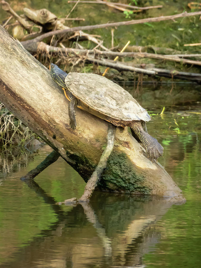 Log With A Turtle Photograph