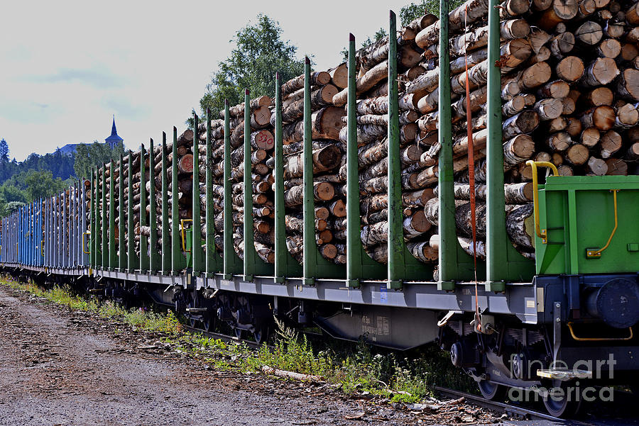 Log Wood 1 Photograph