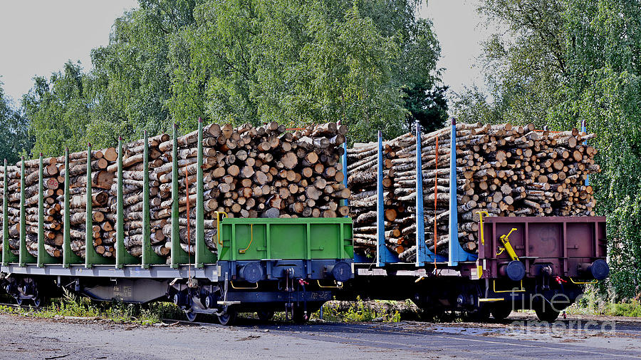 Log Wood 2 Photograph