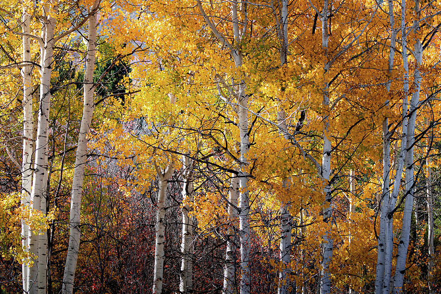 Logan Canyon Fall Photograph by William Kelvie Pixels