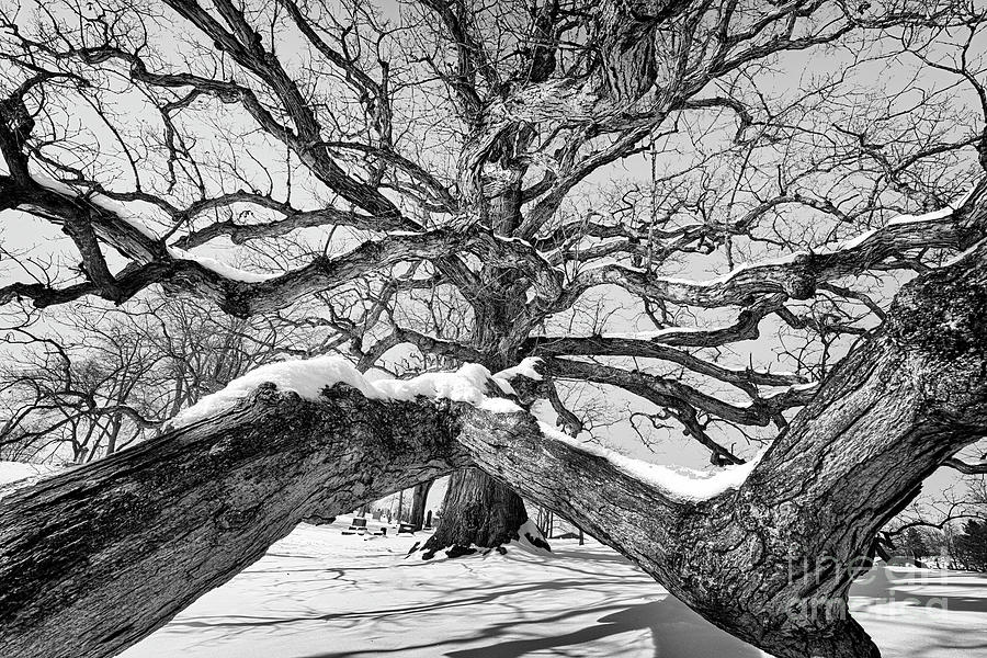 Logans Oak 600 Years Old Bw Photograph