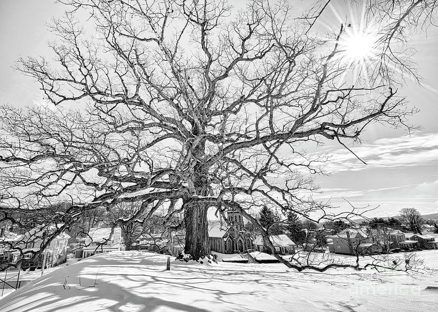Logans Oak 600 Years Old In The Snow On A Sunny Day Photograph