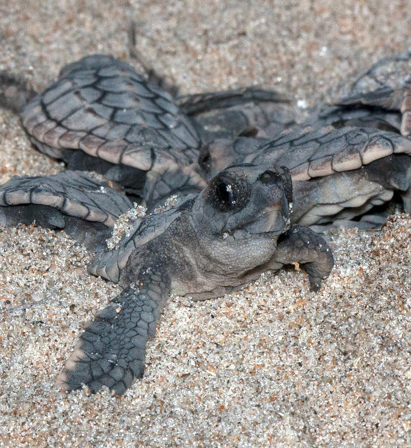 Loggerhead Hatchlings Photograph by Dawn Witherington - Fine Art America