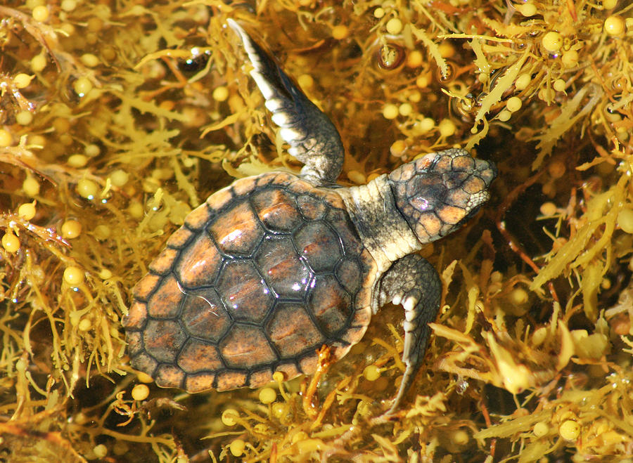 Loggerhead in Sargassum Photograph by Dawn Witherington - Pixels