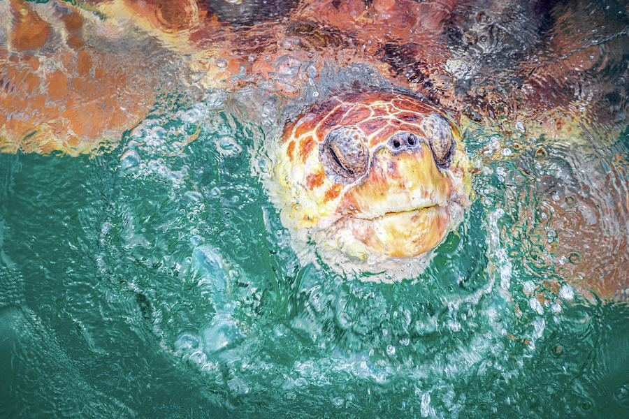 Loggerhead Sea Turtle Closeup  Photograph by Jordan Hill