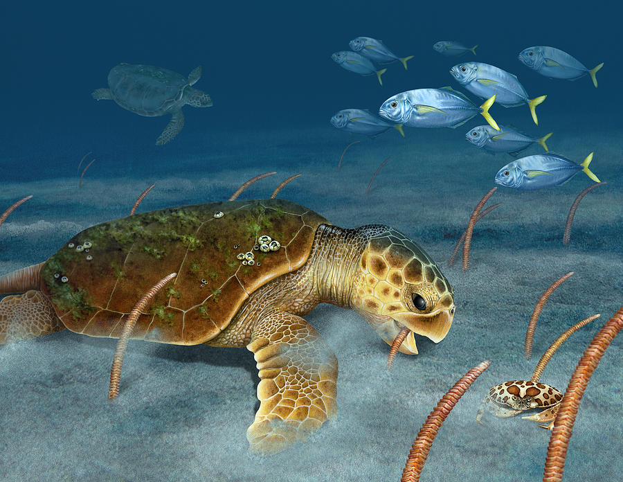 Loggerhead Sea Turtle Foraging on Sea Pens Painting by Dawn ...