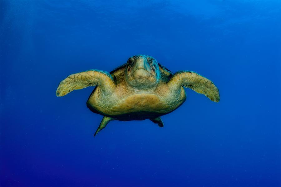 Loggerhead Sea Turtle Photograph by NOAA G P Schmahl