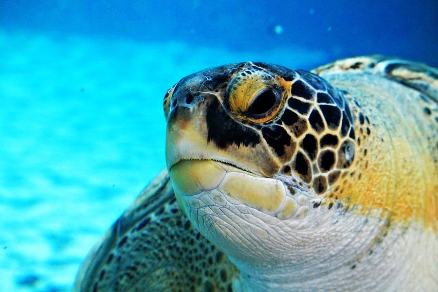 Loggerhead Sea Turtle Photograph by Vicki Dreher