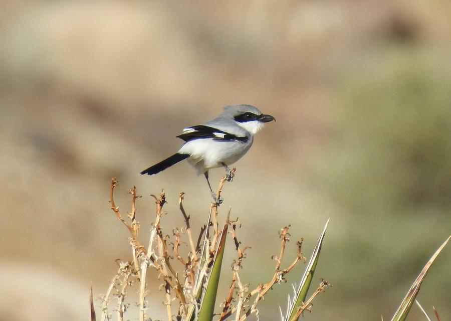 Loggerhead shrike Photograph by Athol KLIEVE - Fine Art America