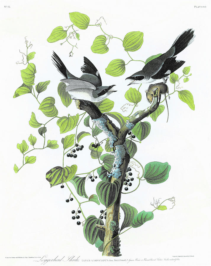 John James Audubon Painting - Loggerhead Shrike - Digital Remastered Edition by John James Audubon