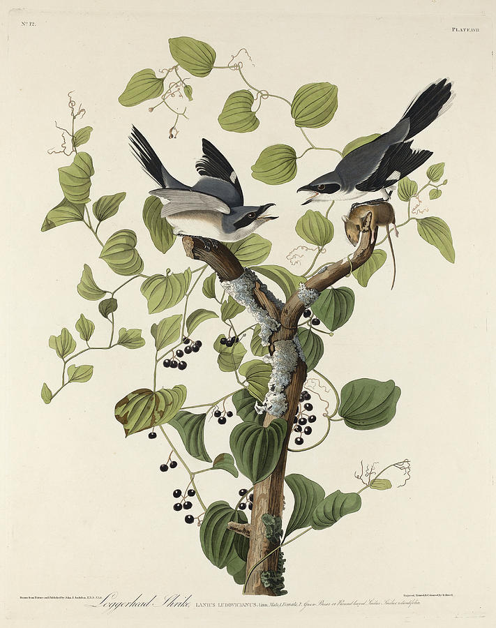 Loggerhead Shrike Drawing by Robert Havell