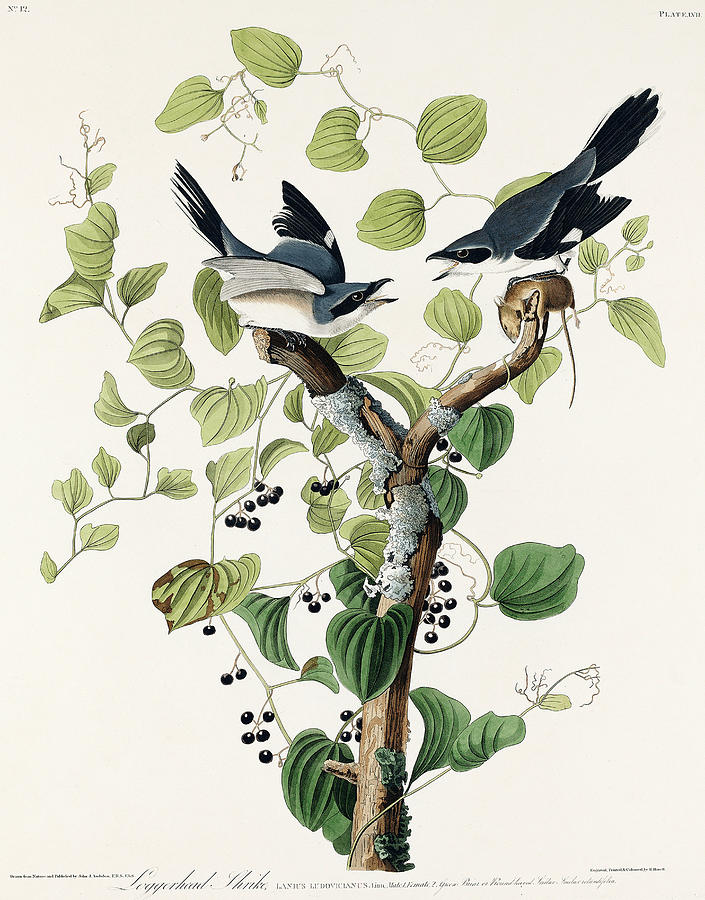 Loggerhead Strike. John James Audubon Mixed Media by World Art Collective