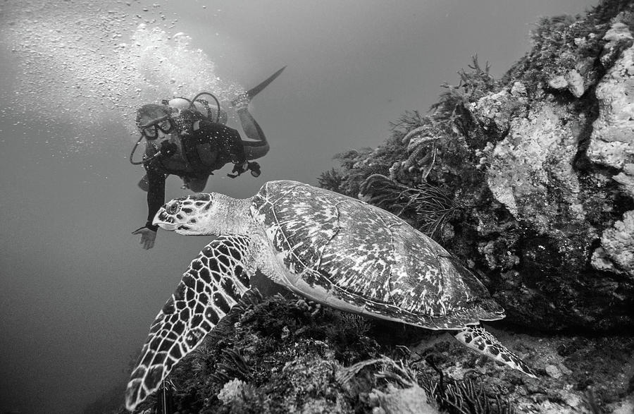 Loggerhead Turtle and Diver Black and White Photograph by Debra and Dave Vanderlaan