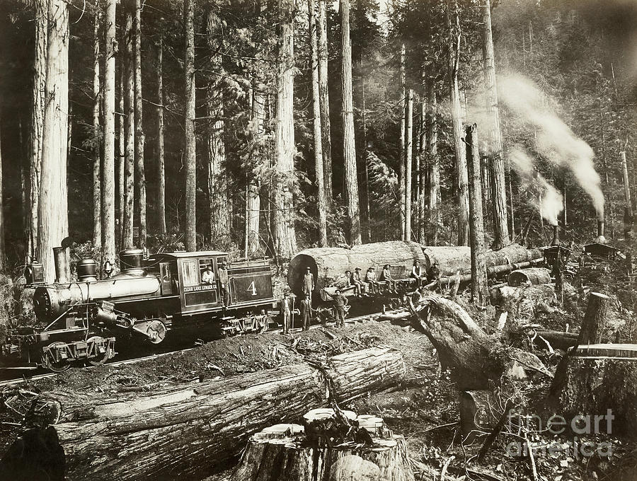 Logging, 1908 Photograph by Darius Kinsey