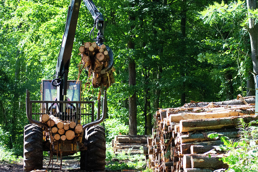 Logging. Photograph by James Canning