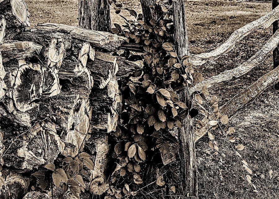 Logs Photograph by John Linnemeyer