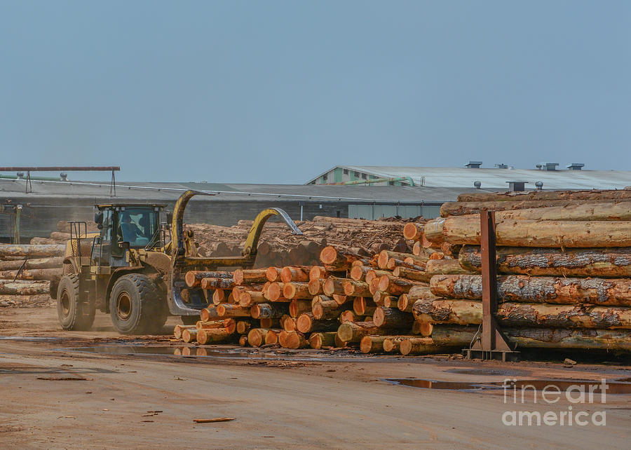 Logs stacked at the lumber mill ready to be cut into lumber. Located in