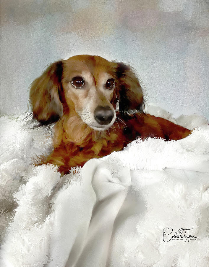 Lola, in a Lap of Luxury Mixed Media by Colleen Taylor