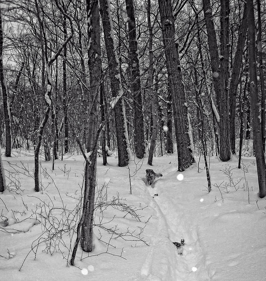 LOLA Winter Run Photograph by Russ Considine