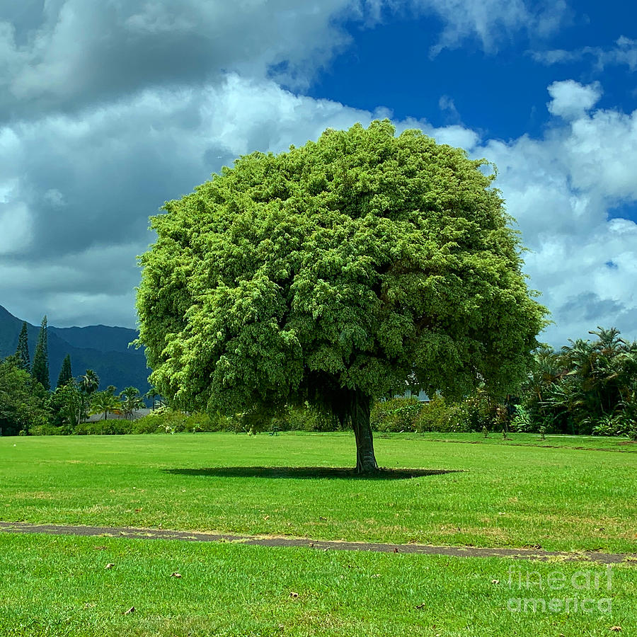 Summer Tree Photograph - Lollipop tree  by Dorota Nowak