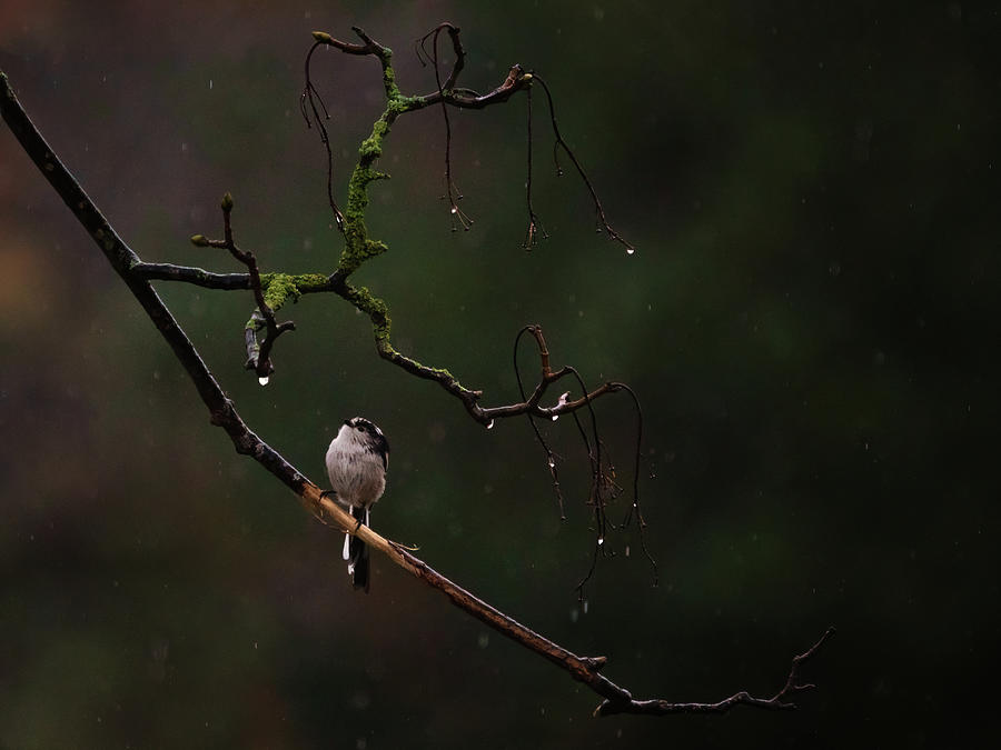 Lon-Tailed Tit In The Rain Photograph by Framing Places