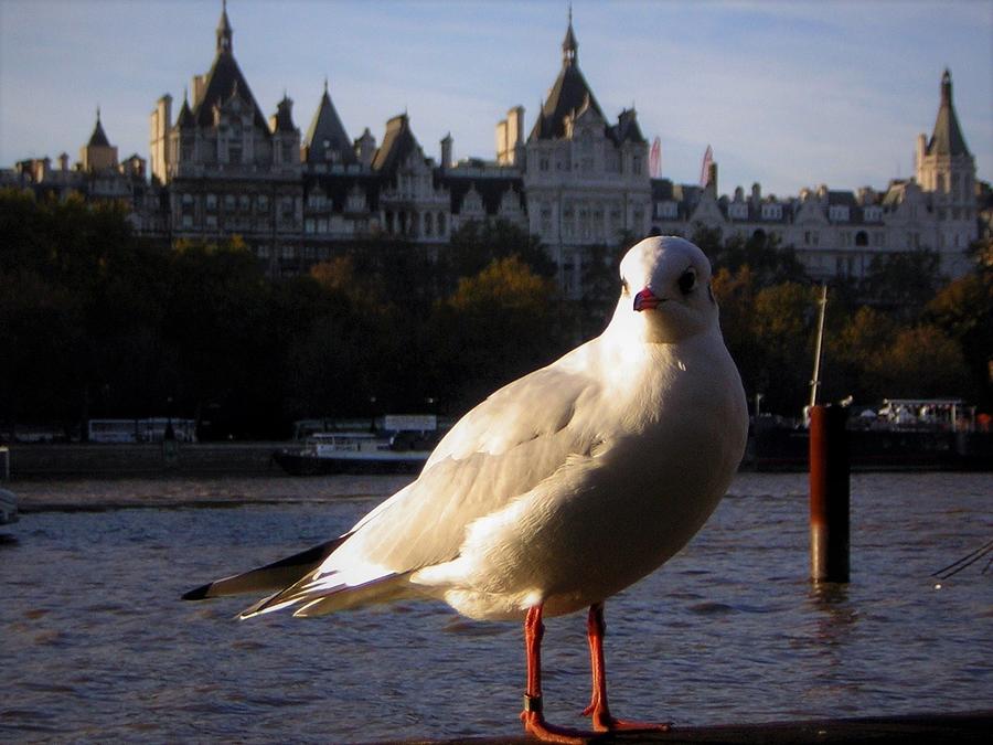 London Bird Photograph by Robert Plog - Fine Art America