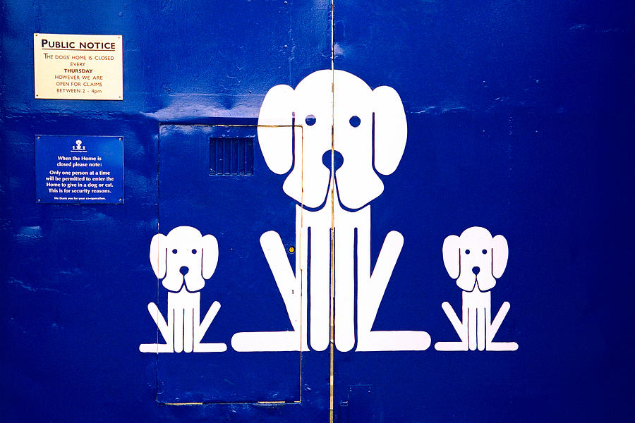 London Dog Pound Photograph by Claude Taylor