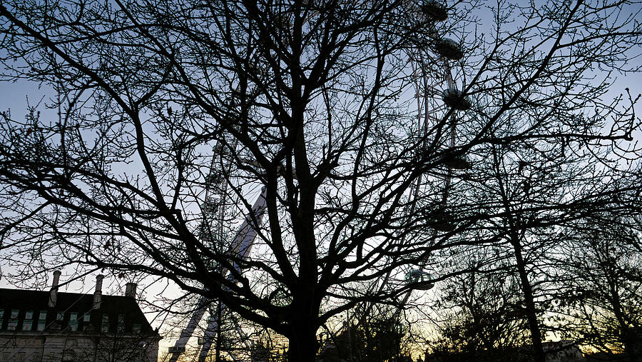 London Eye view thru trees near it by Santosh Puthran London Eye view thru trees near it by Santosh Puthran