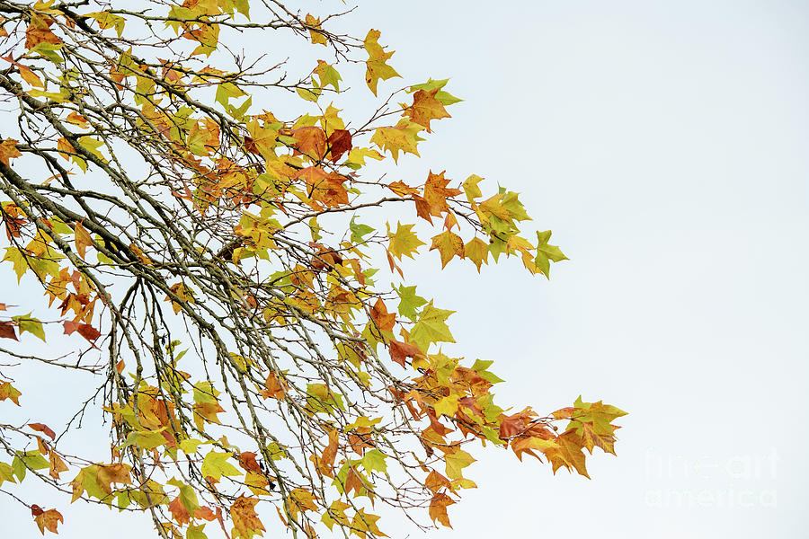 London Plane Tree Foliage in Autumn Photograph by Tim Gainey