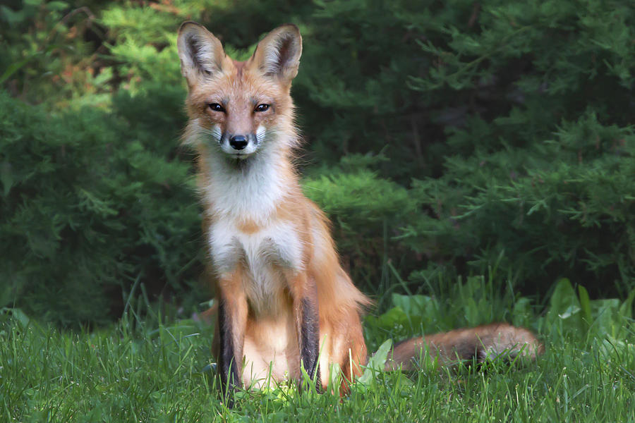 London Red Fox 01 Photograph by Judy Tomlinson | Fine Art America