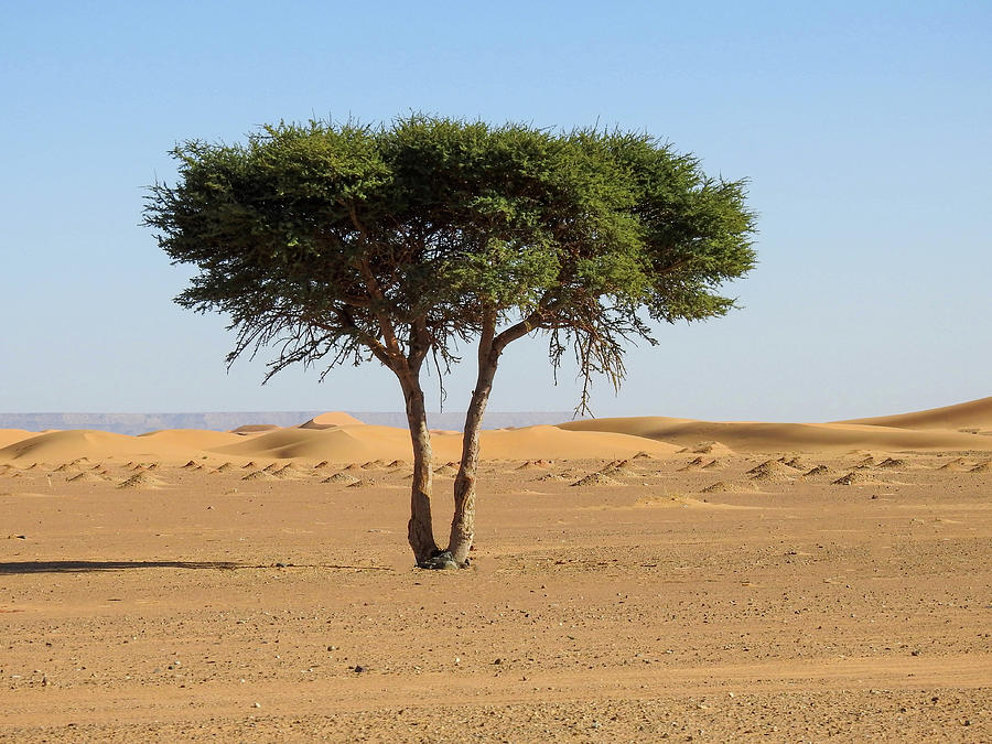 Lone Acacia Tree in Morocco Photograph by Lisa Crawford - Fine Art America