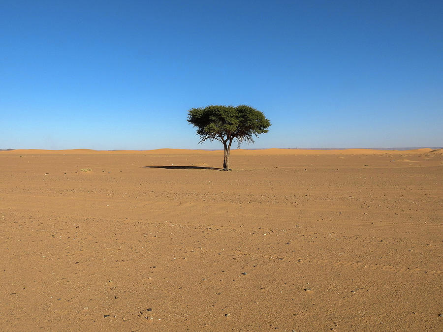 Lone Acacia Tree in the Sahara Photograph by Lisa Crawford | Fine Art ...