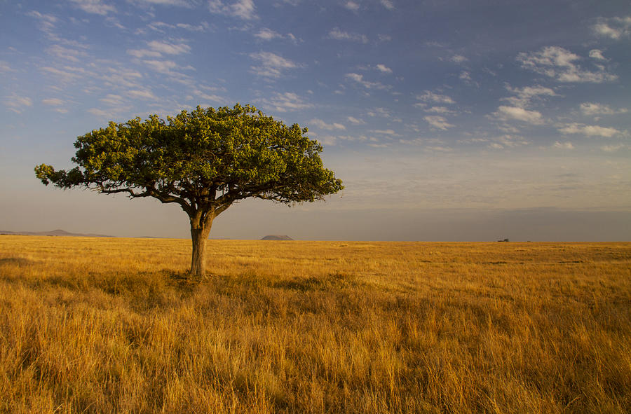 Lone Acacia Tree on Serengeti Plains Photograph by Matt Champlin