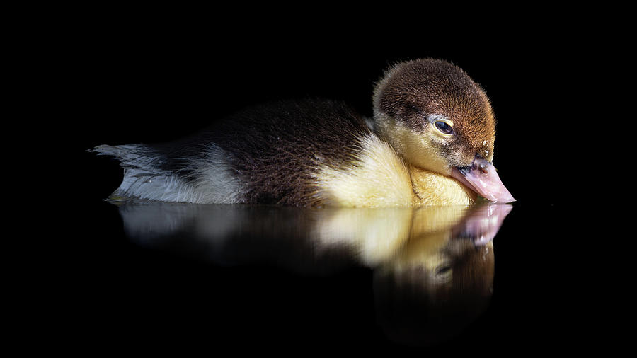 Lone Baby Duckling Swimming Photograph by Jordan Hill