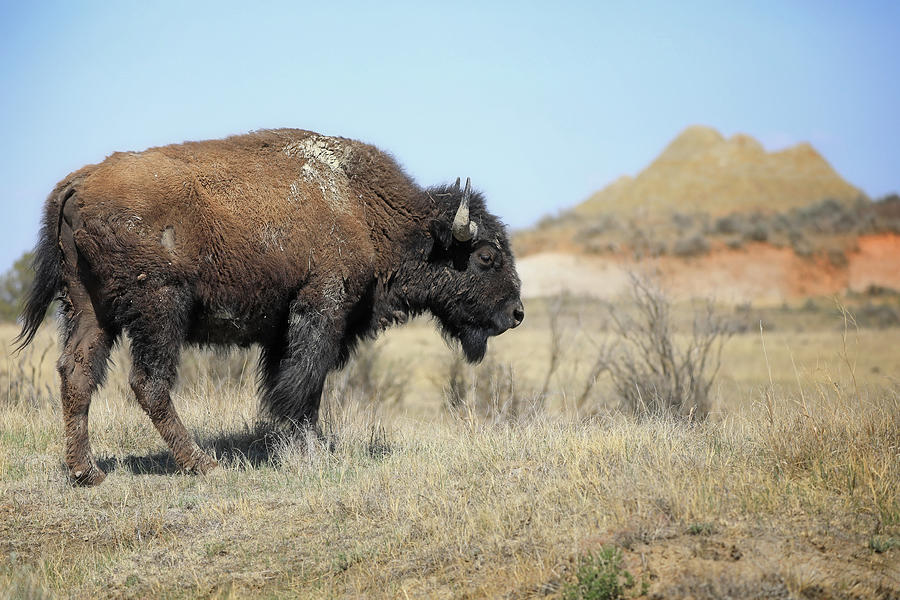 Lone Badlands Bison Photograph by Dan Sproul