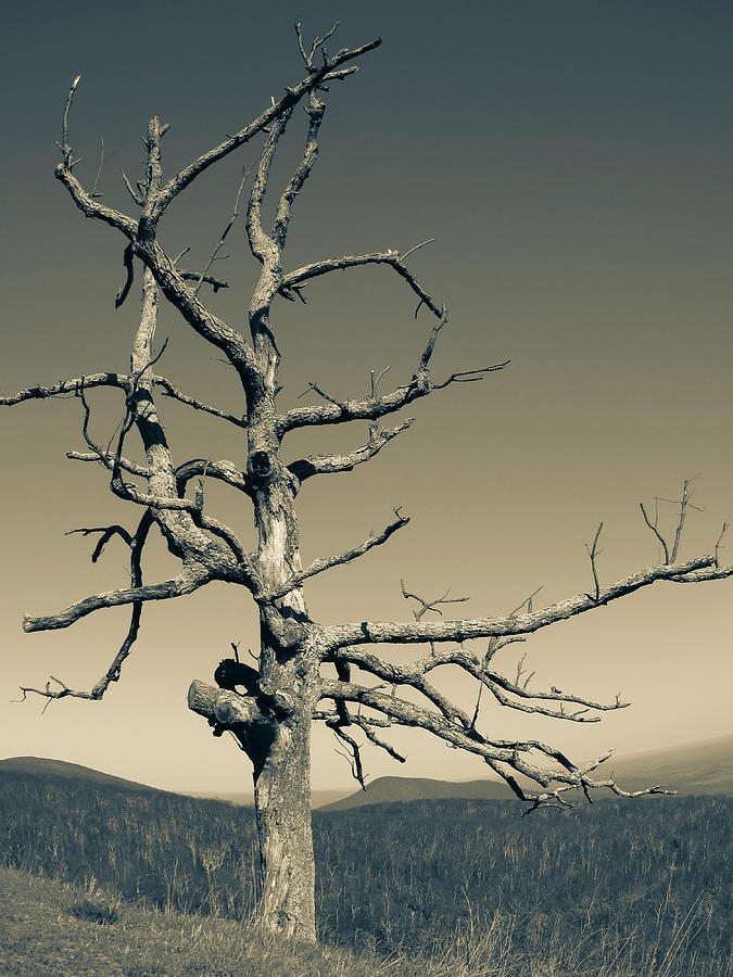 Lone  Bare Tree Split Tone Photograph by David Fountain