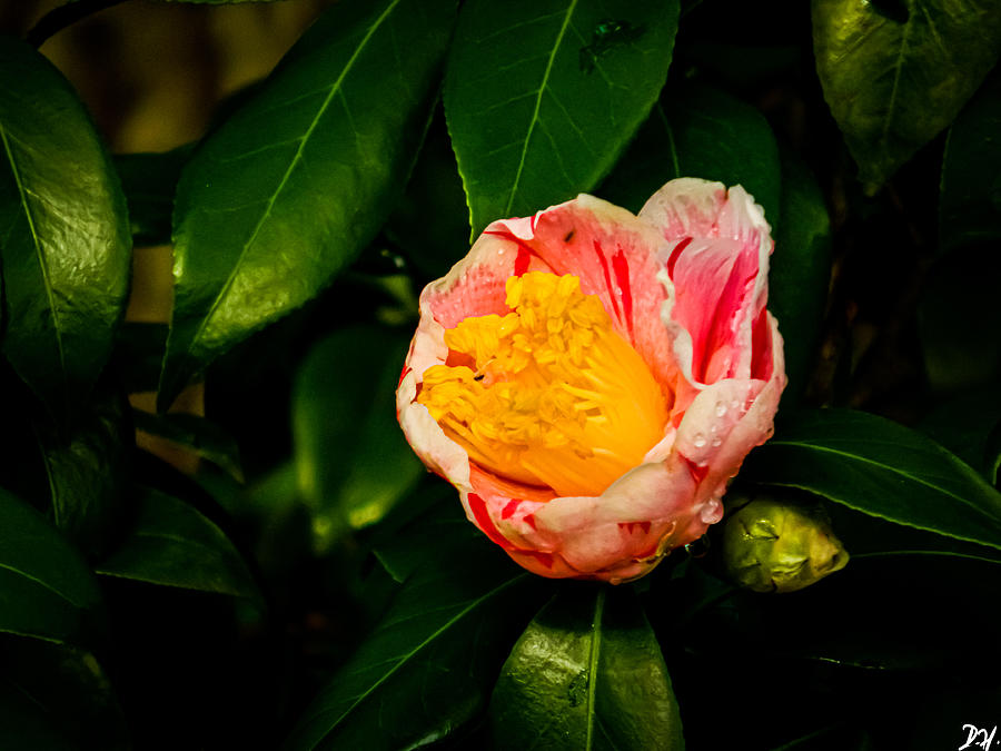 Japanese Camellia Digital Art by Dominique Harness - Fine Art America