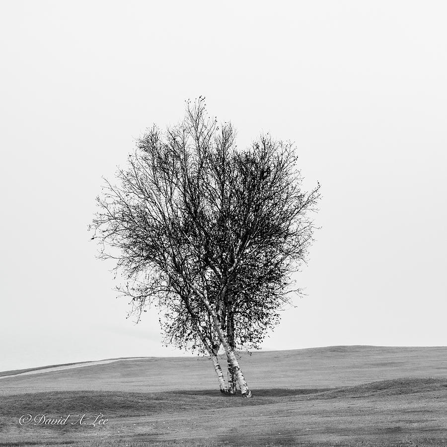 Lone Birch Photograph by David Lee