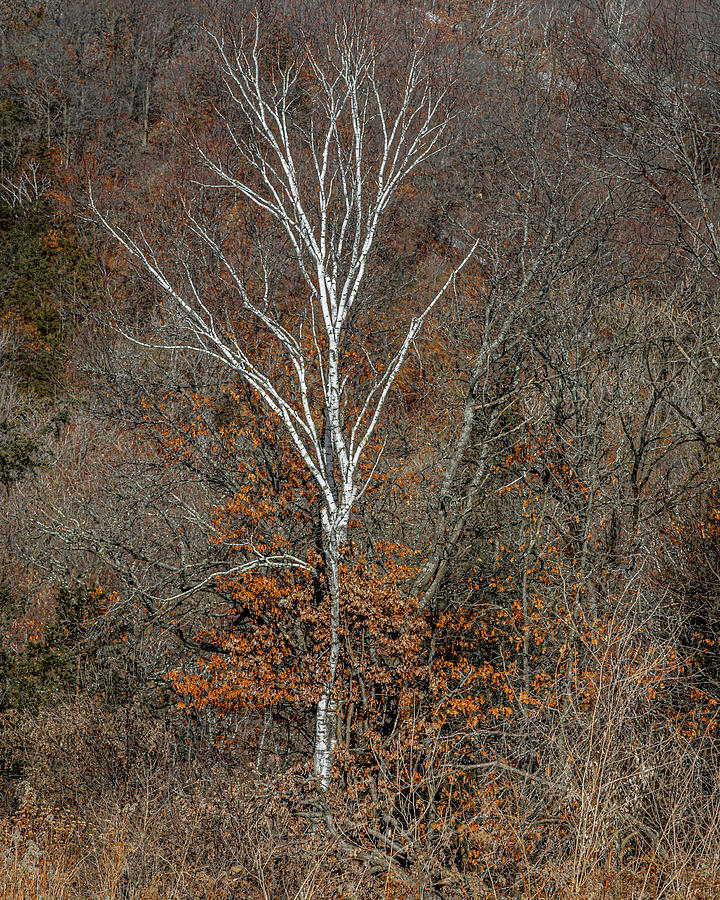 Lone Birch Photograph by Kevin Argue