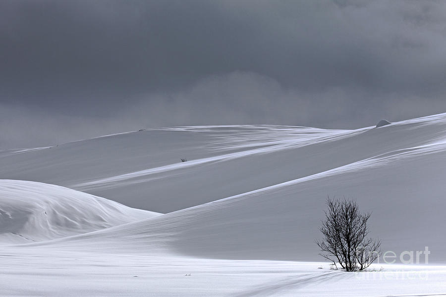 Lone Birch Tree in the Snow Photograph by Arterra Picture Library