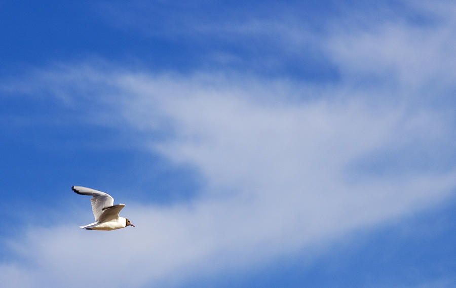 Lone bird flying against blue skies Photograph by Shelly Chapman