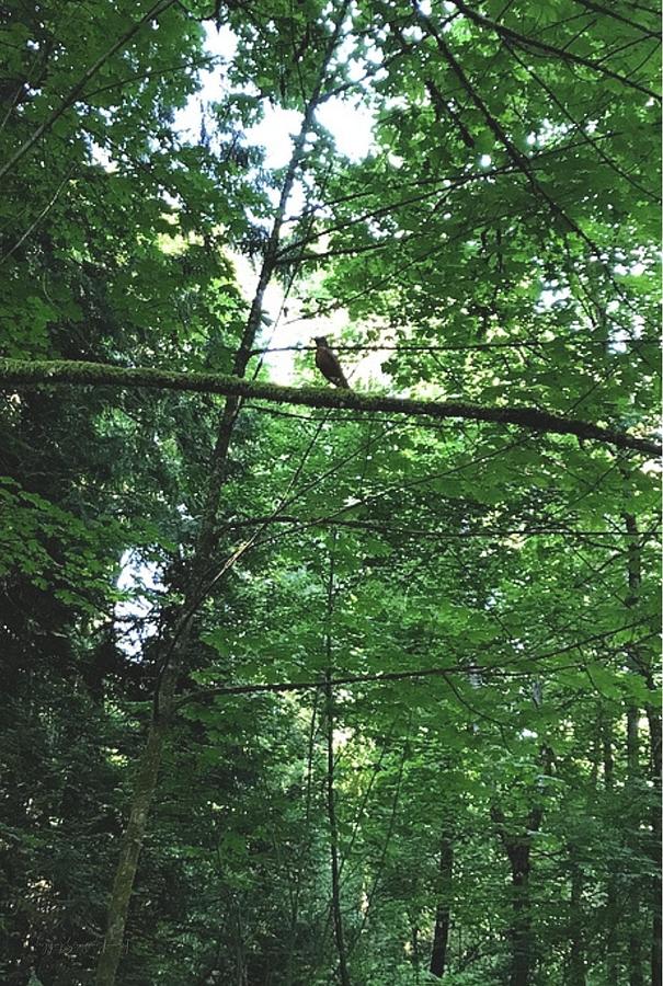 Lone Bird On A Branch Photograph