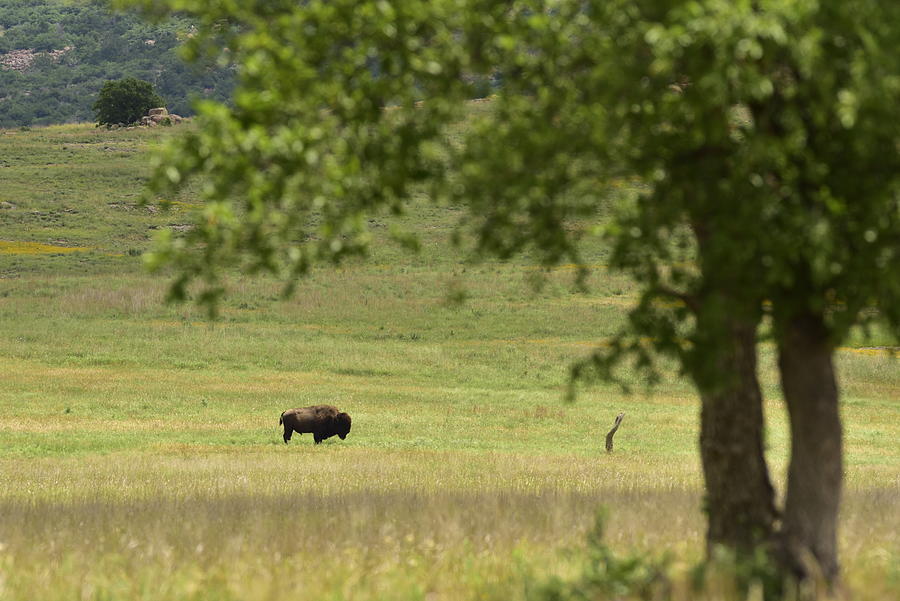 Lone Bison Photograph by Cindy McIntyre