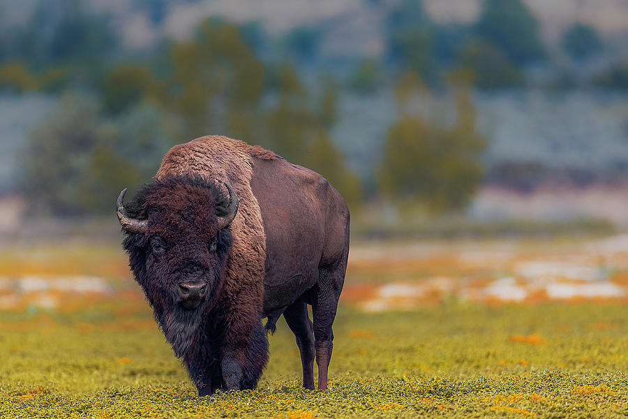 Lone Bison Photograph by Don Hoekwater Photography